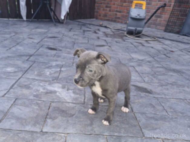 Blue Staff Puppy (Girl) for sale in Craigavon, Craigavon