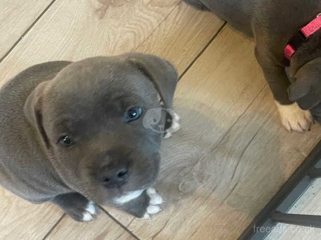 Blue Staff Puppys for sale in Bridgend, Bridgend