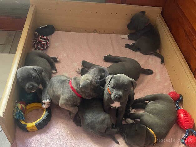 Staffie Puppies for sale in Bridgend