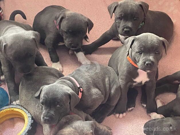 Blue Staff Puppys for sale in Bridgend, Bridgend - Image 5