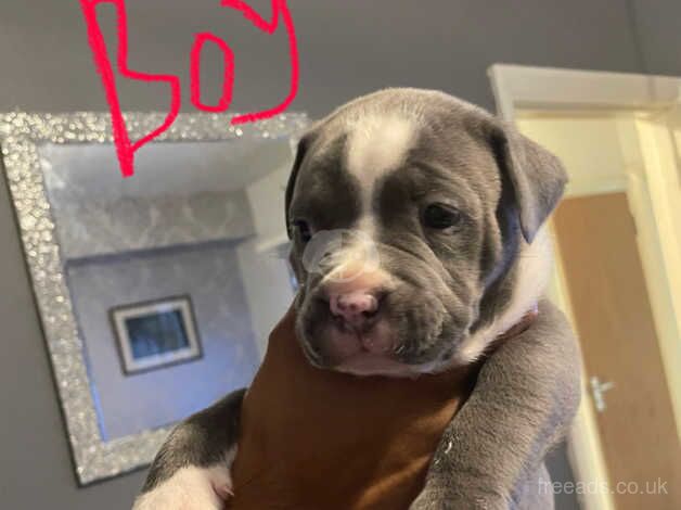 Blue staff x bull mastiff for sale in Greenwich, London - Image 2