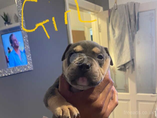 Blue staff x bull mastiff for sale in Greenwich, London - Image 3