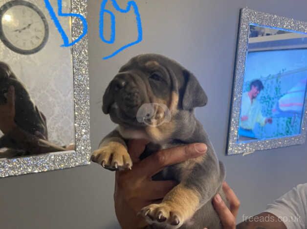 Blue staff x bull mastiff for sale in Greenwich, London - Image 4