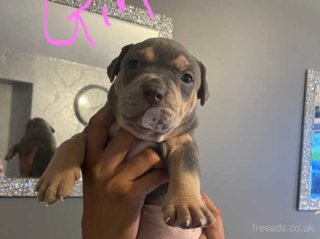 Blue staff x bull mastiff for sale in Greenwich, London - Image 5