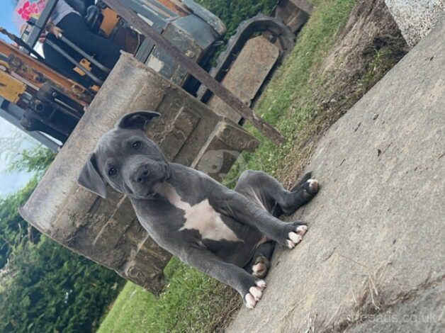 Blue staffie for sale in Dingwall, Highland