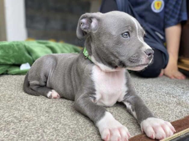 Blue staffie for sale in Dingwall, Highland