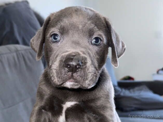 Blue Staffie Pups for sale! for sale in Norwich, Norfolk - Image 1