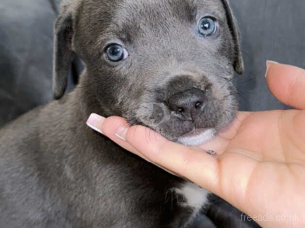 Blue Staffie Pups for sale! for sale in Norwich, Norfolk - Image 2