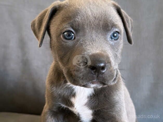 Blue Staffie Pups for sale! for sale in Norwich, Norfolk - Image 3