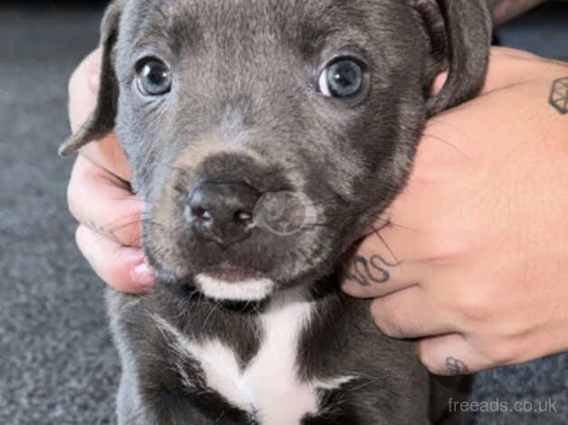 Blue Staffie Pups for sale! for sale in Norwich, Norfolk - Image 4