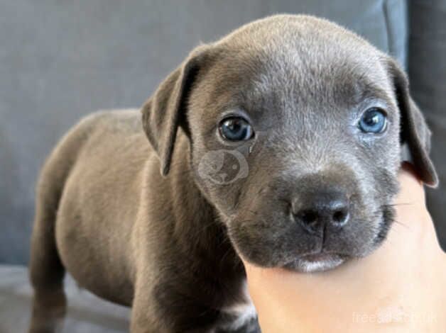 Blue Staffie Pups for sale! for sale in Norwich, Norfolk - Image 5