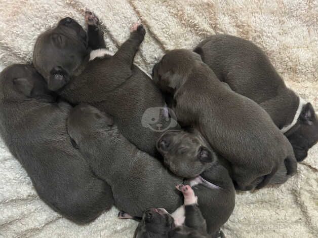 Blue staffie pups for sale in Bolton, East Lothian