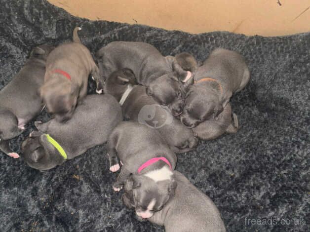 Blue staffies for sale in Glasgow, Glasgow City