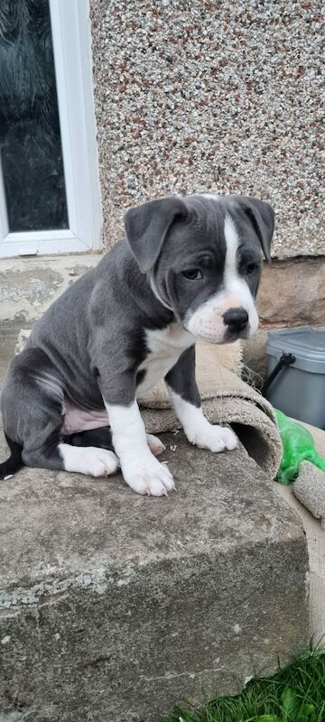 Blue Staffordshire Bull Terrier for sale in Penicuik, Midlothian - Image 1