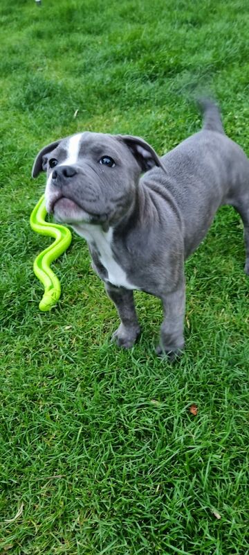 Blue Staffordshire Bull Terrier for sale in Penicuik, Midlothian - Image 2