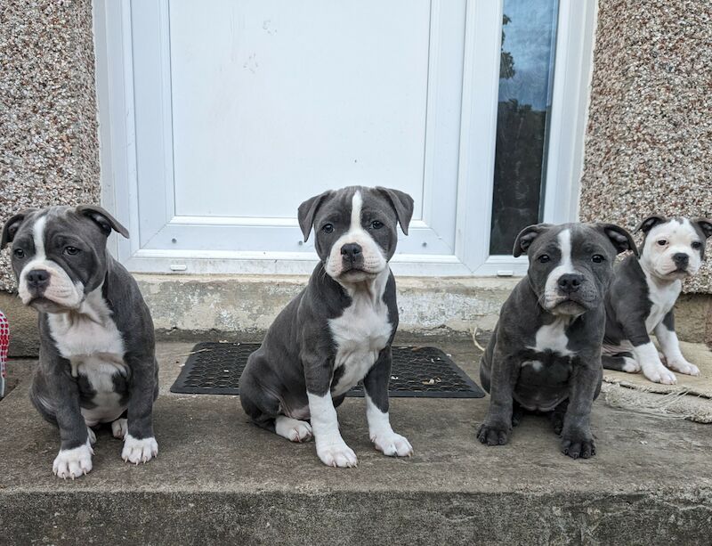 Blue Staffordshire Bull Terrier for sale in Penicuik, Midlothian - Image 3