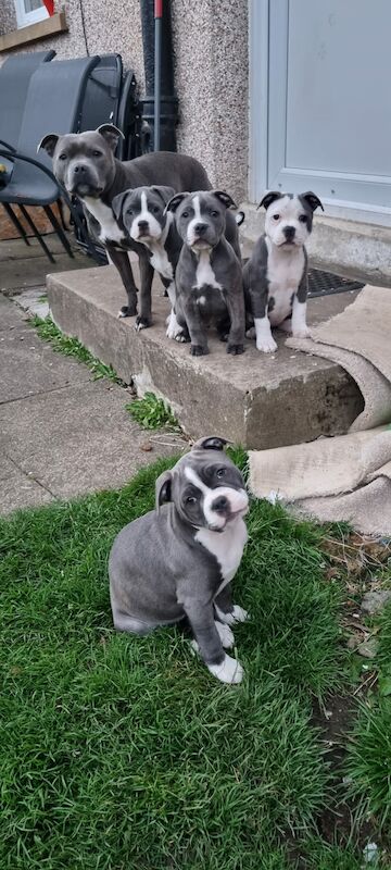 Blue Staffordshire Bull Terrier for sale in Penicuik, Midlothian - Image 4