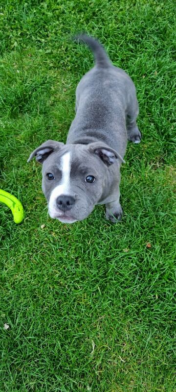 Blue Staffordshire Bull Terrier for sale in Penicuik, Midlothian - Image 5