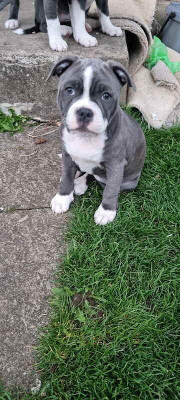 Blue Staffordshire Bull Terrier for sale in Penicuik, Midlothian - Image 6