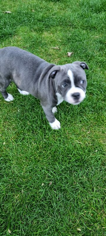 Blue Staffordshire Bull Terrier for sale in Penicuik, Midlothian - Image 7