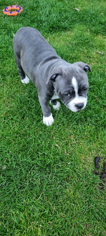 Blue Staffordshire Bull Terrier for sale in Penicuik, Midlothian - Image 8