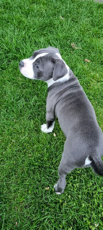 Blue Staffordshire Bull Terrier for sale in Penicuik, Midlothian - Image 9