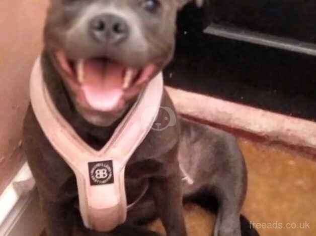 Blue staffordshire bull terrier for sale in Seaham, County Durham