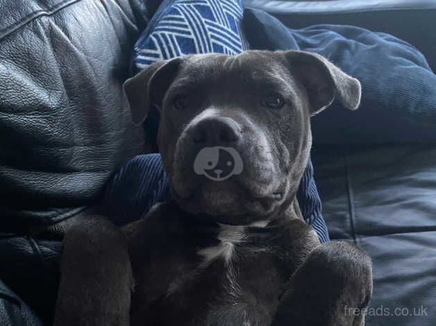 Blue Staffordshire bull terrier for sale in Bilston, West Midlands