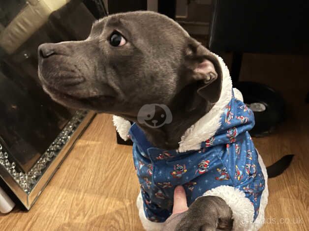 Blue Staffordshire bull terrier for sale in Bridgend/Pen-y-Bont ar-ogwr, Bridgend