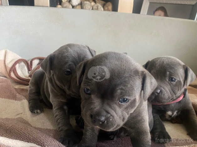 Blue Staffordshire bull terrier for sale in Darlington, County Durham