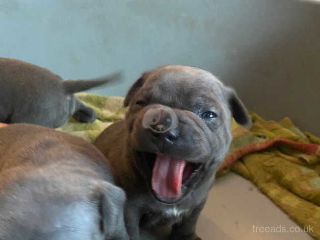 Blue Staffordshire bull terrier for sale in Darlington, County Durham - Image 3