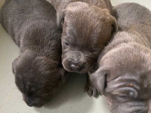 Blue Staffordshire bull terrier for sale in Darlington, County Durham - Image 5