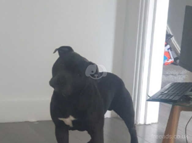 Blue Staffordshire bull terrier for sale in London