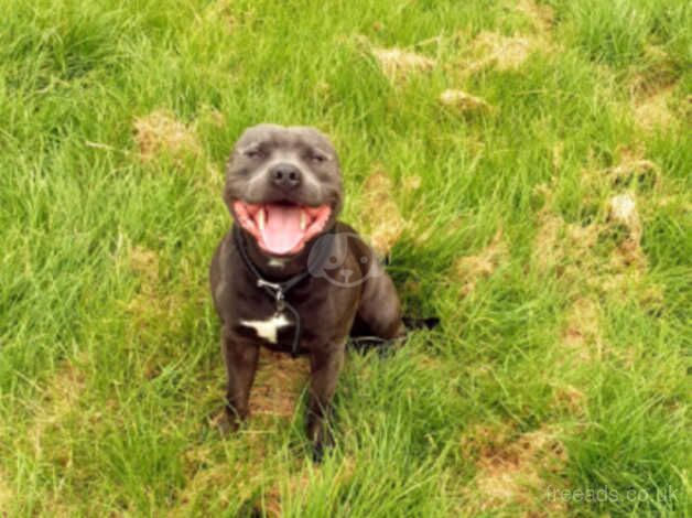 Blue Staffordshire bull terrier for sale in London - Image 2