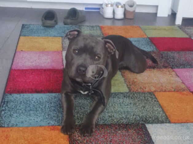 Blue Staffordshire bull terrier for sale in London - Image 3