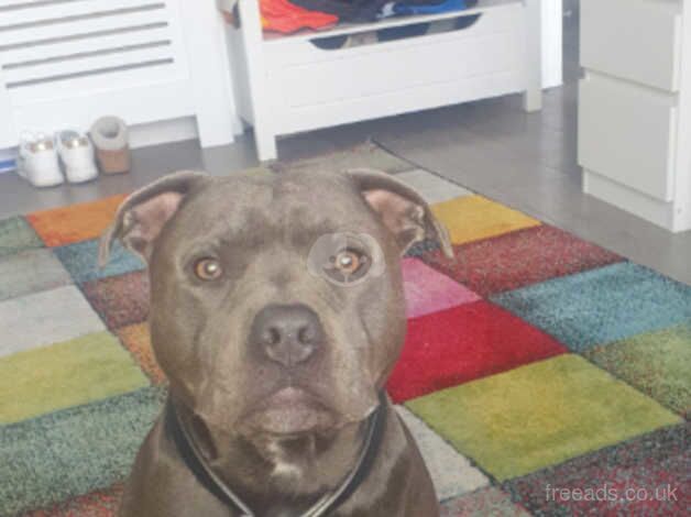 Blue Staffordshire bull terrier for sale in London - Image 4