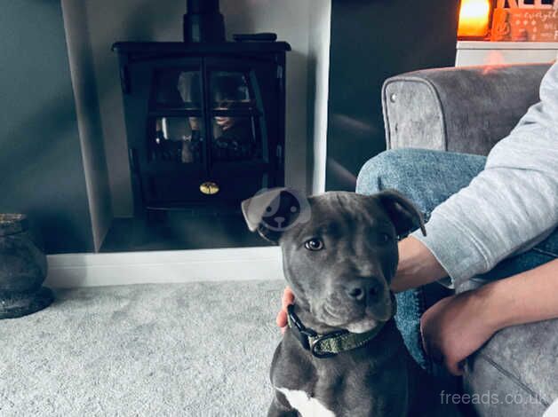 Blue Staffordshire bull terrier for sale in Rotherham, South Yorkshire