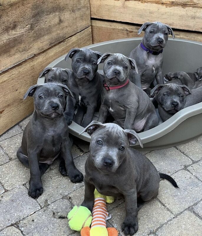 Blue staffordshire bull terrier puppies for sale in Romford, Havering, Greater London - Image 1