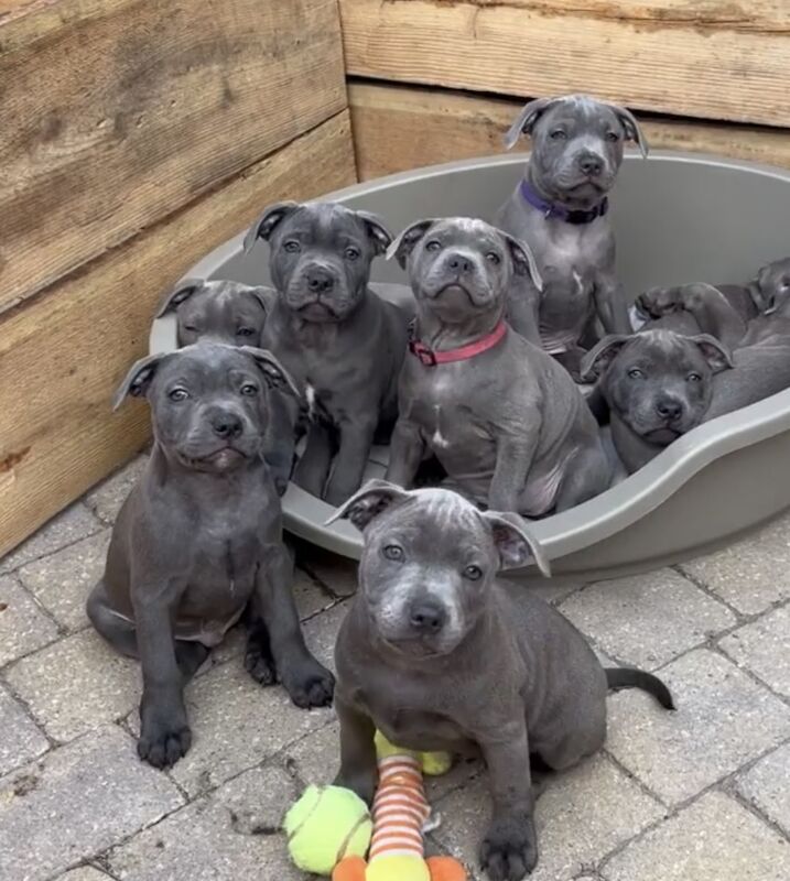 Blue staffordshire bull terrier puppies for sale in Romford, Havering, Greater London - Image 2