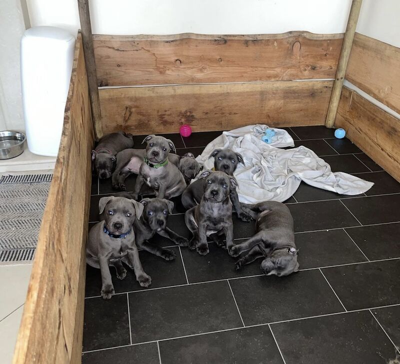 Blue staffordshire bull terrier puppies for sale in Romford, Havering, Greater London - Image 3