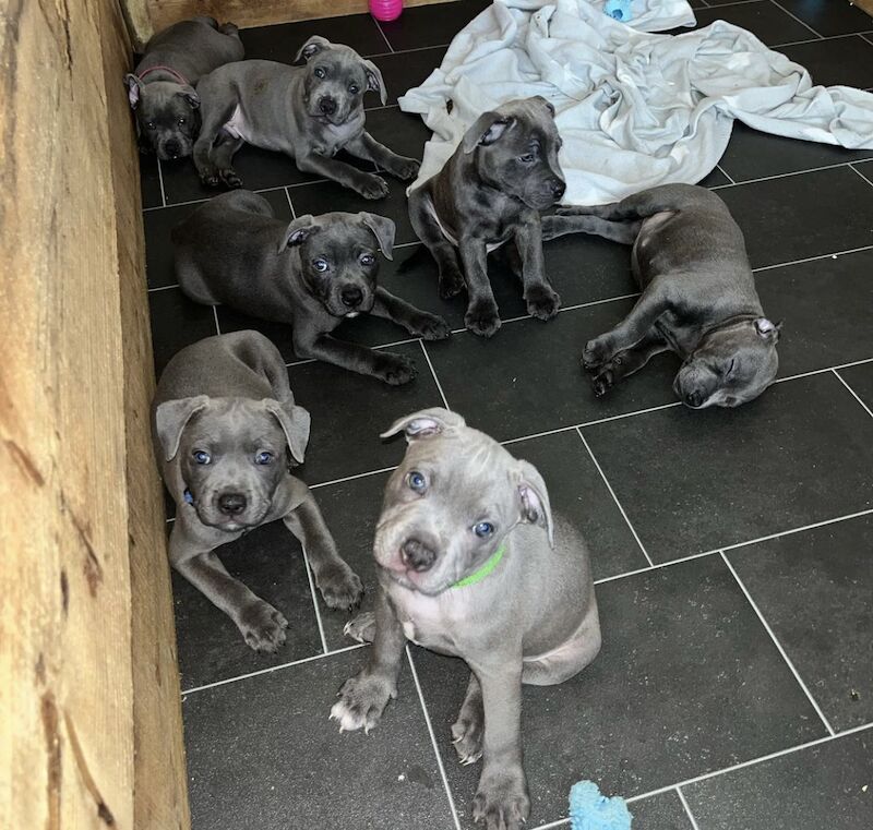 Blue staffordshire bull terrier puppies for sale in Romford, Havering, Greater London - Image 4
