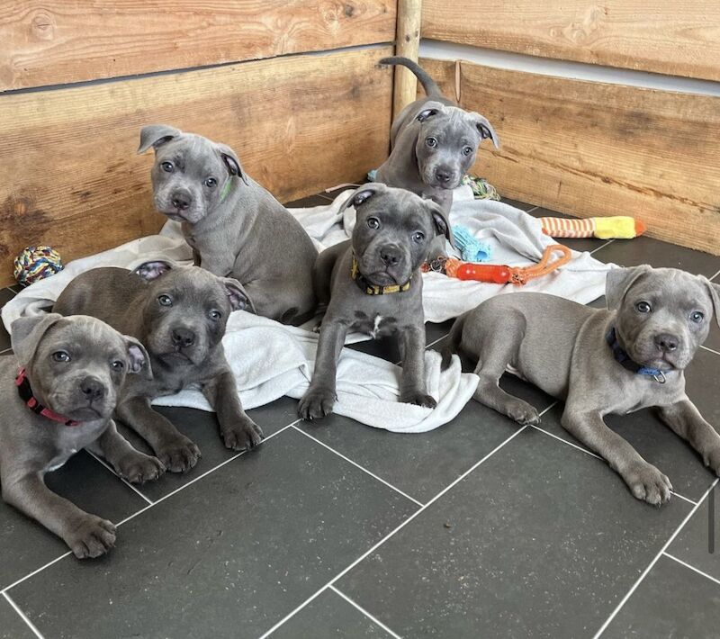 Blue staffordshire bull terrier puppies for sale in Romford, Havering, Greater London - Image 5