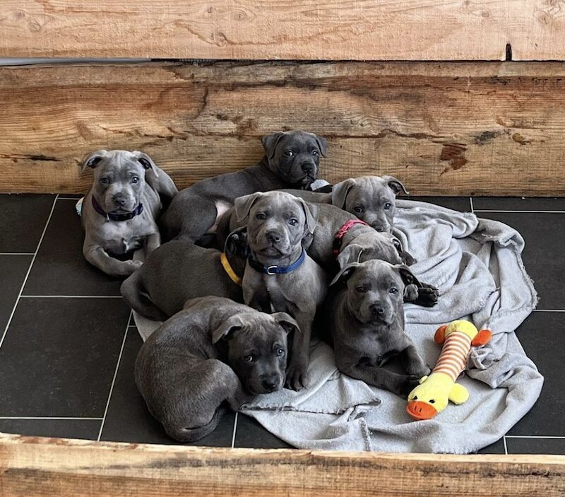 Blue staffordshire bull terrier puppies for sale in Romford, Havering, Greater London - Image 6