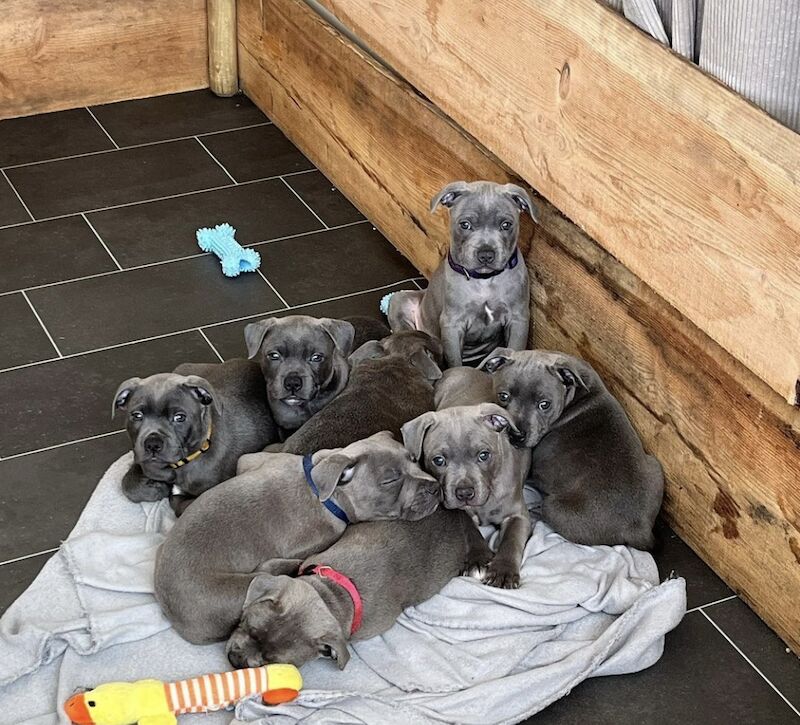 Blue staffordshire bull terrier puppies for sale in Romford, Havering, Greater London - Image 7
