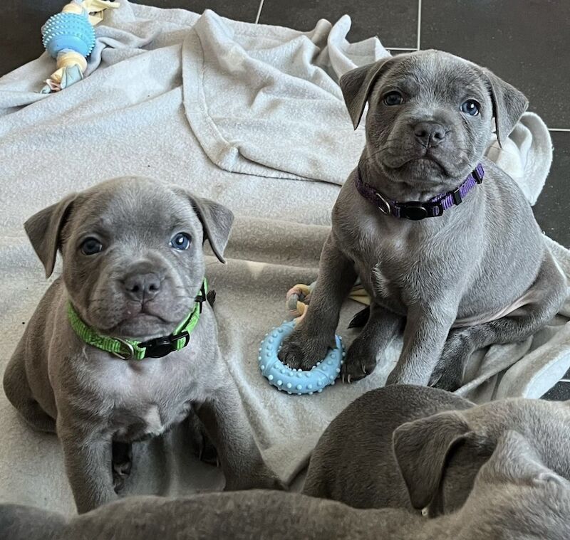 Blue staffordshire bull terrier puppies for sale in Romford, Havering, Greater London - Image 11