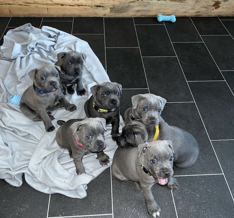 Blue staffordshire bull terrier puppies for sale in Romford, Havering, Greater London - Image 12