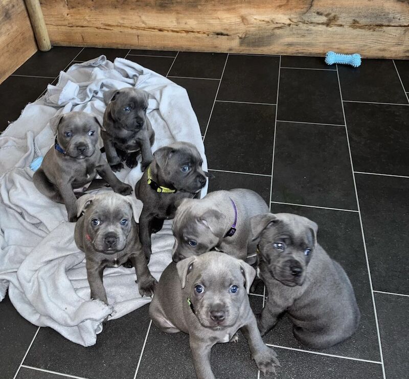 Blue staffordshire bull terrier puppies for sale in Romford, Havering, Greater London - Image 13