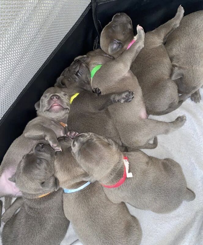 Blue staffordshire bull terrier puppies for sale in Romford, Havering, Greater London - Image 14