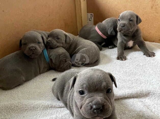 Blue Staffordshire Bull Terrier Puppies For Sale in Swansea - Image 1