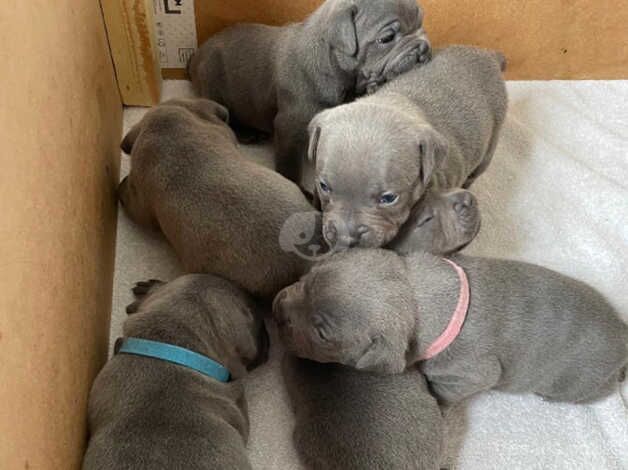 Blue Staffordshire Bull Terrier Puppies For Sale in Swansea - Image 2